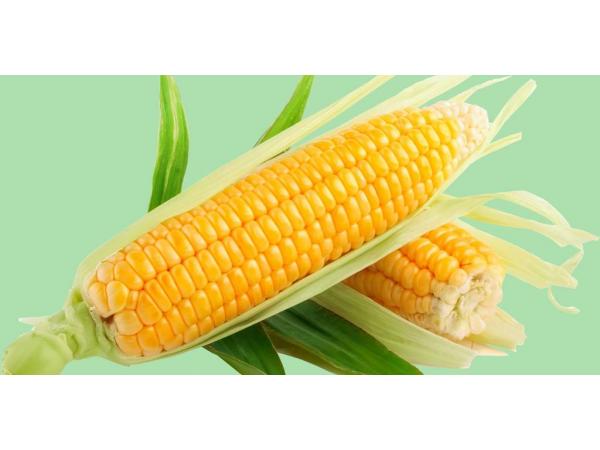 Компанія Євраліс представила гібриди кукурудзи ІІ покоління Tropical Dent Рис.2