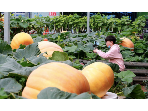 22-А Китайська Міжнародна виставка науки і технологій в області овочів представила 300 нових сортів овочів Рис.1
