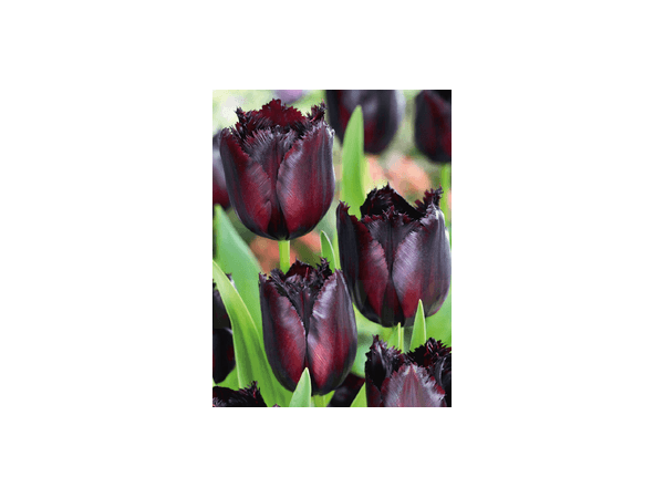 Бахромчасті тюльпани Рис.1