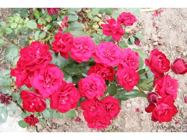 Бордюрні троянди Рис.1