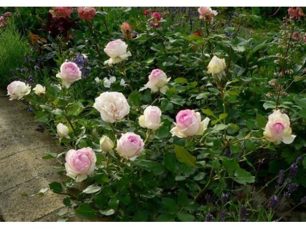 Бордюрні троянди Рис.2