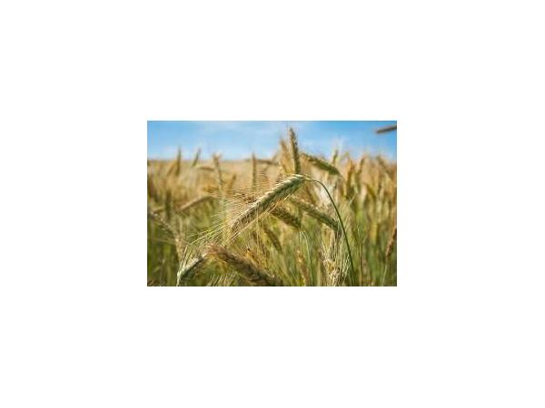 жито багаторiчне Рис.1