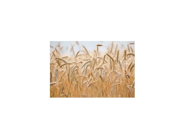 жито багаторiчне Рис.5