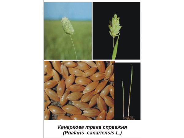 Канаркова трава справжня Рис.1