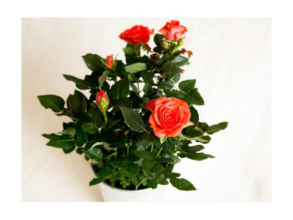Карликова троянда Рис.1