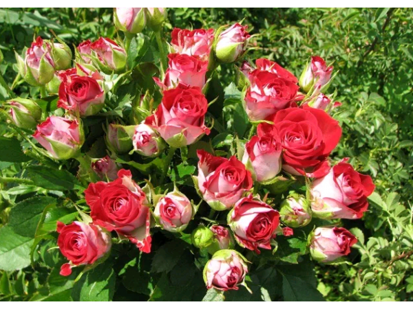 Карликова троянда Рис.2