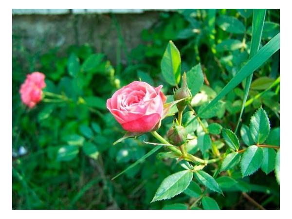 Карликова троянда Рис.12