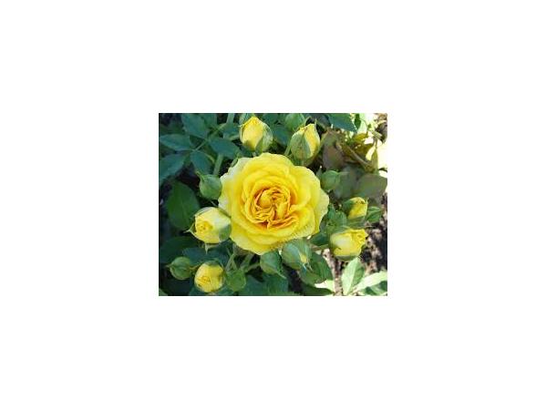 Карликова троянда Рис.10