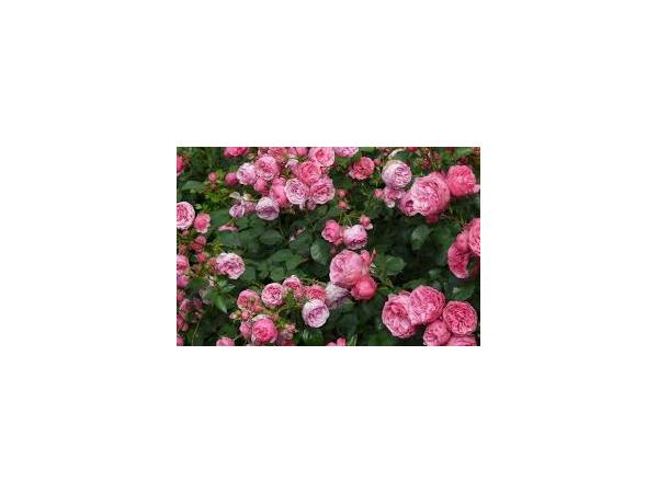 Карликова троянда Рис.4