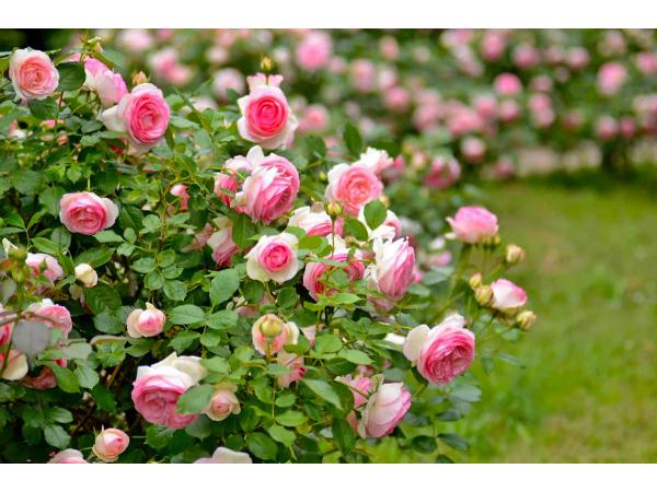 Карликова троянда Рис.8