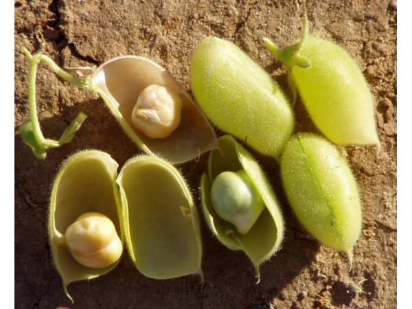 Нут; плоди (боби) в розрізі і насіння