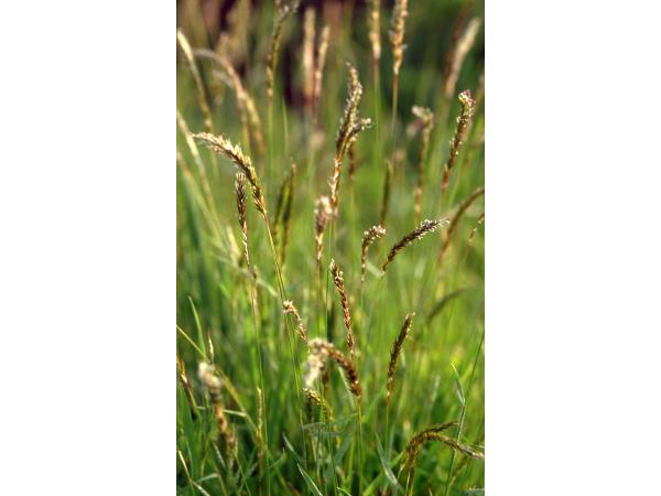 Пахуча трава звичайна Рис.1