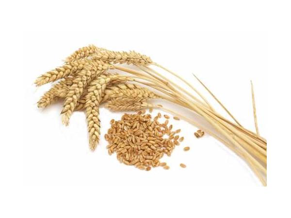 Пшениця полба звичайна Рис.1