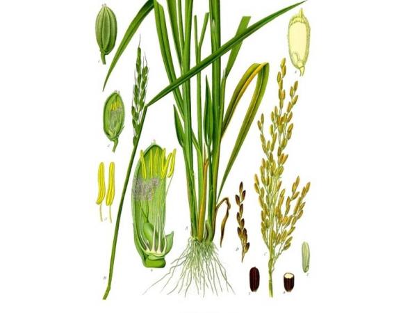 рис посівний, будова рослини