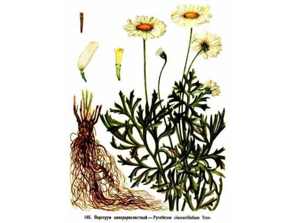 Какой тип питания характерен для нивяника. Корневая система ромашки аптечной. Корни нивяника. Нивяник корневая. Pyrethrum cinerariifolium.