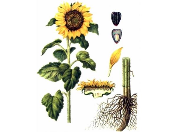 Соняшник однорічний, будова рослини