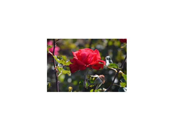 троянда Рис.1