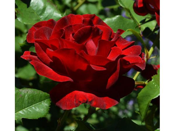 троянда Рис.2