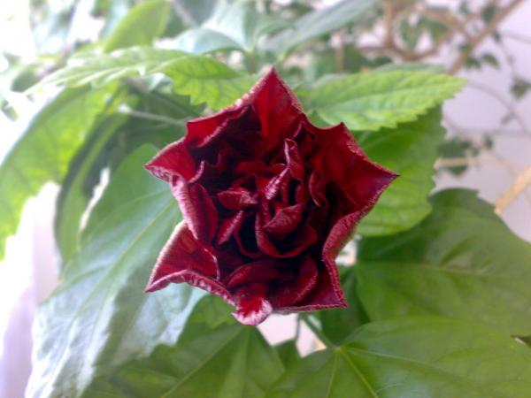 троянда Рис.4