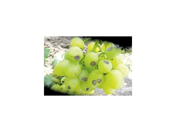 Антракноз винограду Рис.1