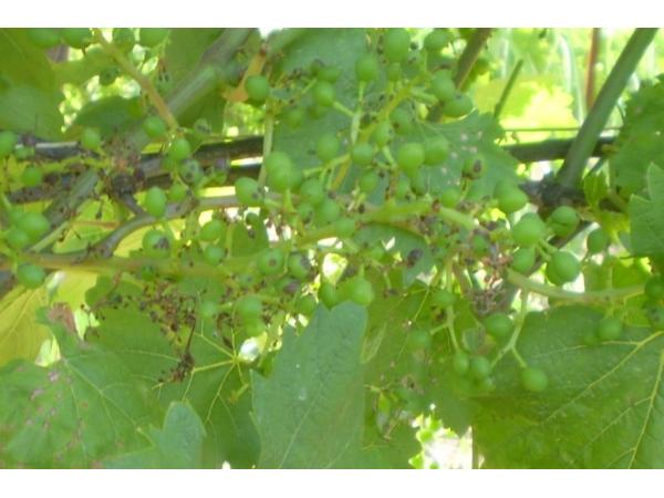 Антракноз винограду Рис.5
