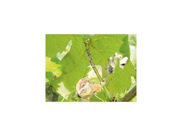 Антракноз винограду Рис.2