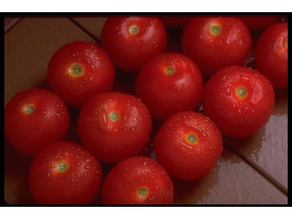 Бронзовість томатів Рис.1