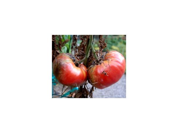 Бронзовість томатів Рис.3