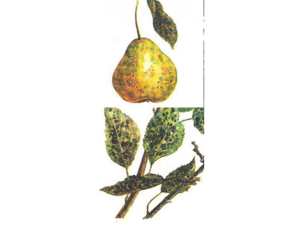 Буруватість листків груші Рис.1