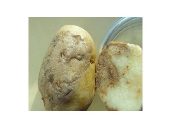 Фітофтороз картоплі Рис.6