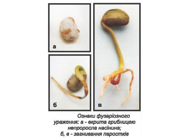 Фузаріоз насіння, паростків і молодих рослин сої Рис.1
