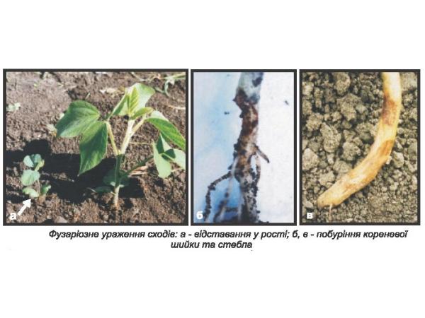 Фузаріоз насіння, паростків і молодих рослин сої Рис.3