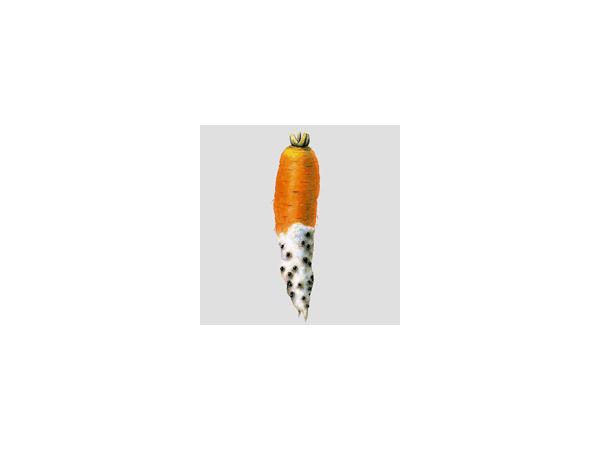 Гниль мокра бактеріальна моркви Рис.2
