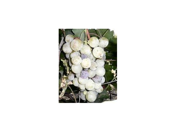 Гниль сіра винограду Рис.4