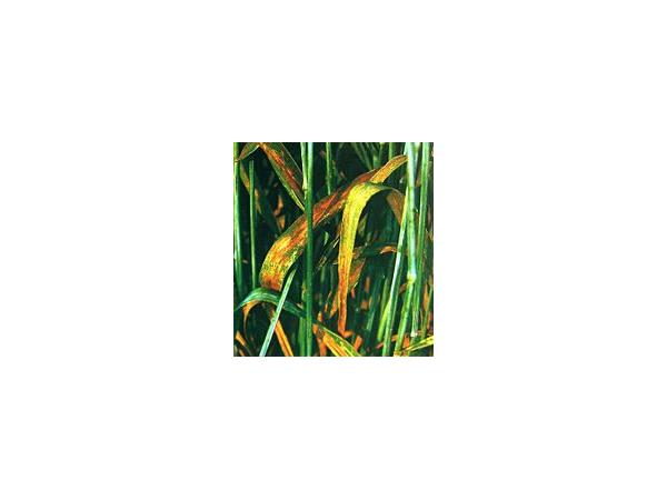 Іржа бура листкова пшениці Рис.2
