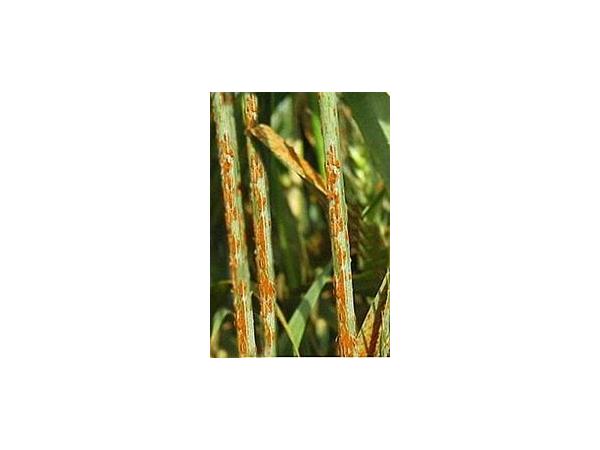 Іржа стеблова пшениці Рис.2