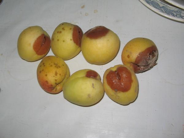 Клястероспоріоз абрикосу Рис.1