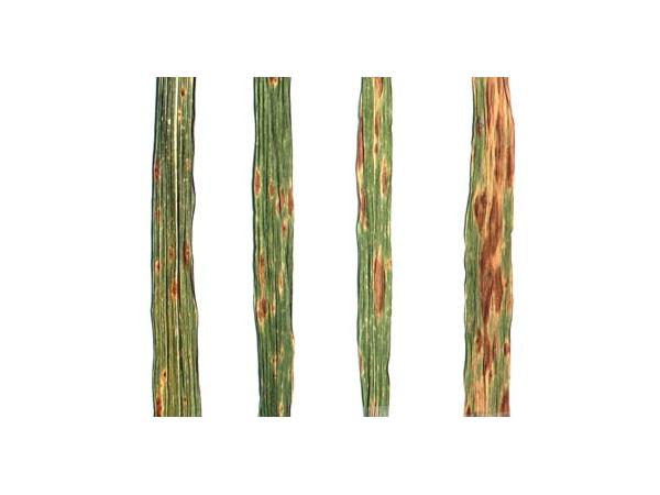 Піренофороз пшениці Рис.1