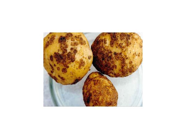 Рак картоплі Рис.5