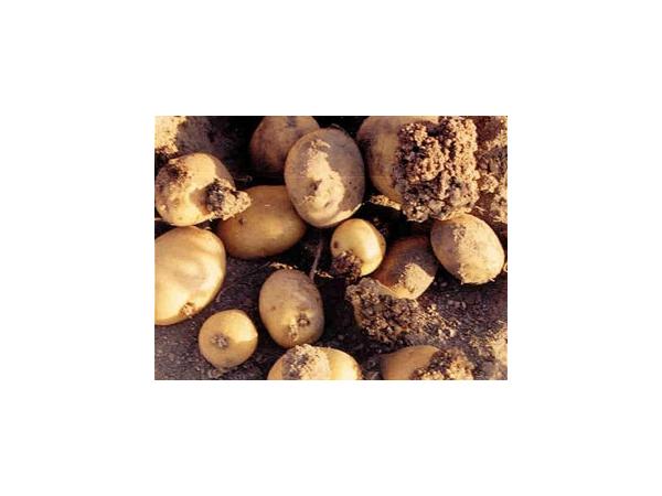 Рак картоплі Рис.6