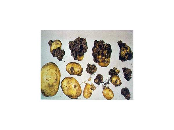 Рак картоплі Рис.7