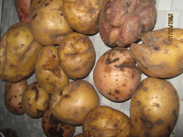 Рак картоплі Рис.4