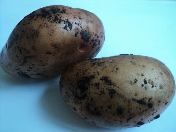 Ризоктоніоз картоплі Рис.5