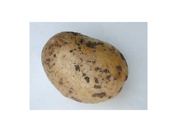 Ризоктоніоз картоплі Рис.7