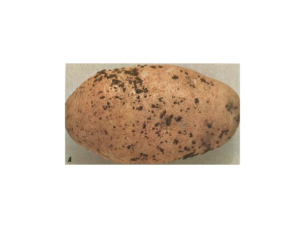 Ризоктоніоз картоплі Рис.3