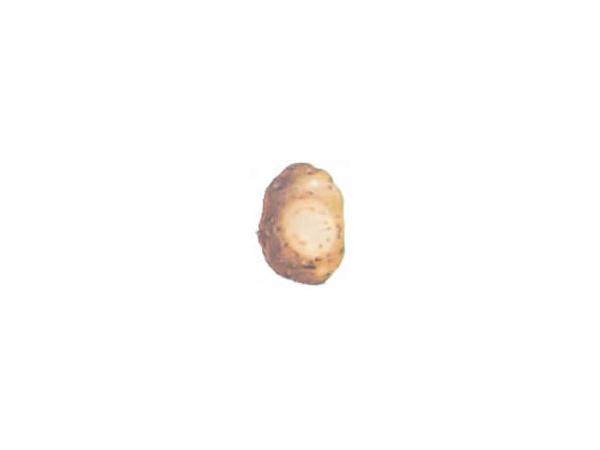 В'янення вертицильозне картоплі Рис.2