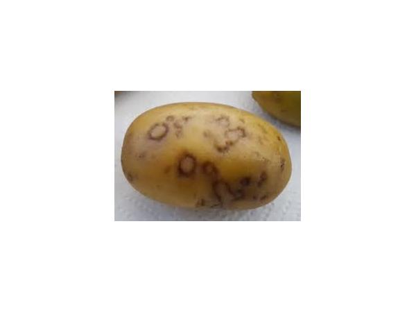 Y-вірус картоплі Рис.1