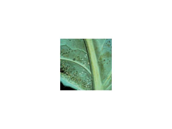 білокрилка капустяна