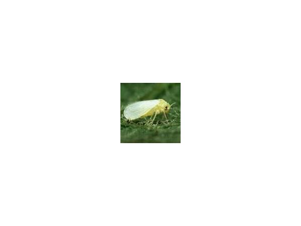 білокрилка капустяна