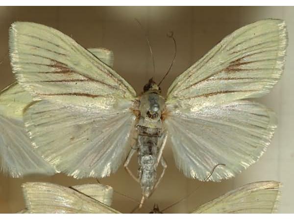 Блідий лучний метелик